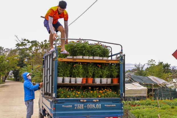 Huế: Làng hoa Phú Mậu rực rỡ sắc xuân những ngày cận Tết - Ảnh 12.