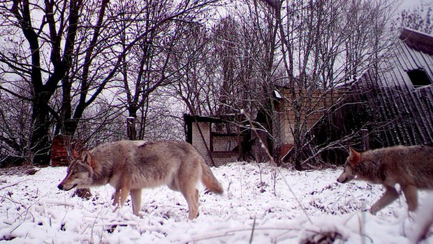 Tiết lộ về khả năng bất ngờ của sói Chernobyl - Ảnh 1.