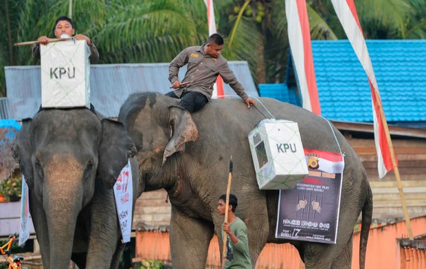 Indonesia dùng bò, voi, thuyền để đưa phiếu bầu đến tay cử tri nơi xa xôi - Ảnh 2.