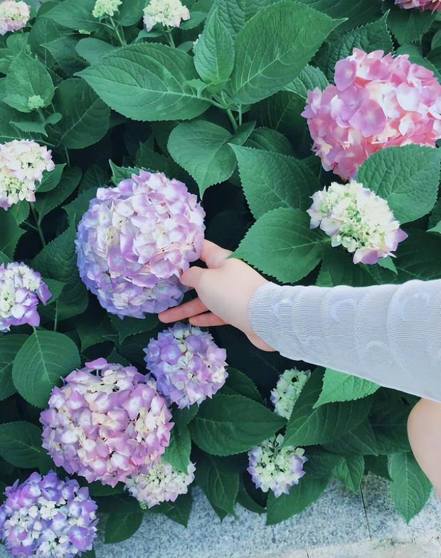 Chị đẹp xứ Trung nổi rần rần trên mạng xã hội nhờ tự tay vun trồng một vườn rau đẹp như truyện cổ tích - Ảnh 6.