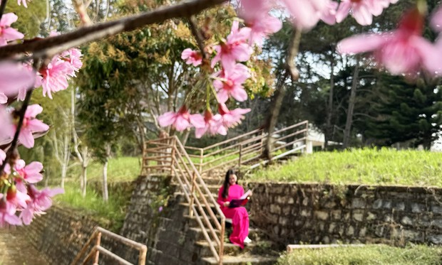 Loài hoa nhuộm hồng ngôi trường có cảnh quan đẹp bậc nhất Đông Nam Á - Ảnh 6.