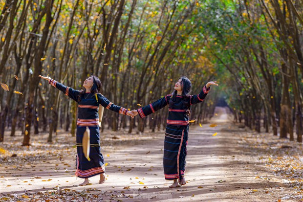 Rừng cao su mùa thay lá đẹp mê mẩn ở Tây Nguyên - Ảnh 9.