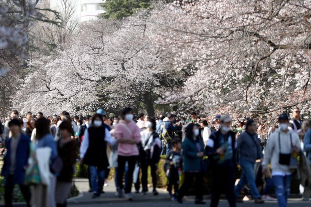 Hoa anh đào ở Nhật Bản bung nở sớm bất thường, du khách thích thú nhưng là dấu hiệu tiêu cực không thể coi nhẹ - Ảnh 3.