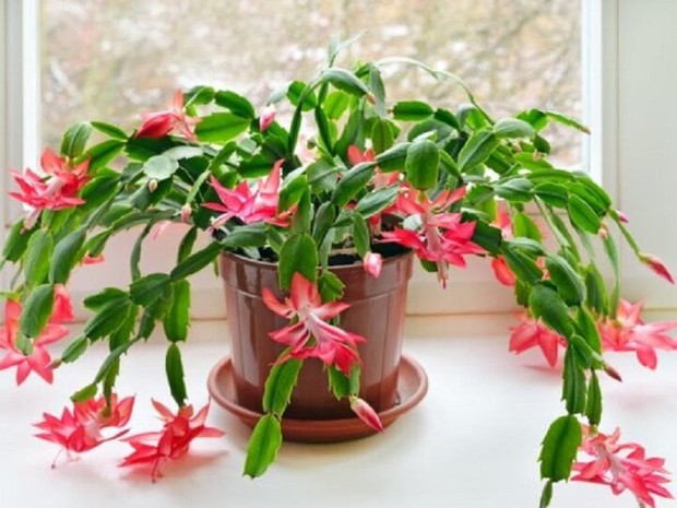 4 loại hoa rất thích hợp để bạn trồng trong năm mới với ý nghĩa mang may mắn đến - Ảnh 4.