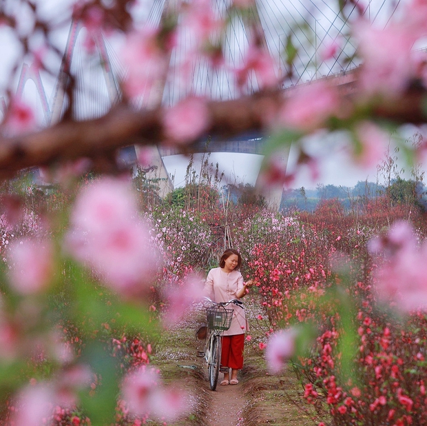 Người phụ nữ với ký ức về vườn đào Nhật Tân, tiết lộ góc chụp ảnh không phải ai cũng biết - Ảnh 2.