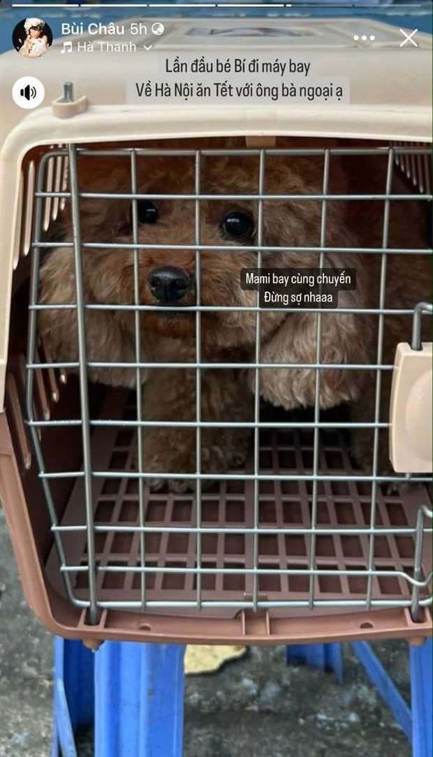 Nỗi buồn ngày 27 Tết của Châu Bùi: Nghẹn ngào chia sẻ cún cưng gặp tai nạn trên chuyến bay về Hà Nội - Ảnh 1.