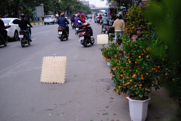 Tiểu thương hạ giá sốc để thu hồi vốn, người dân chen chân đi mua cây cảnh giá rẻ chiều 30 Tết - Ảnh 5.