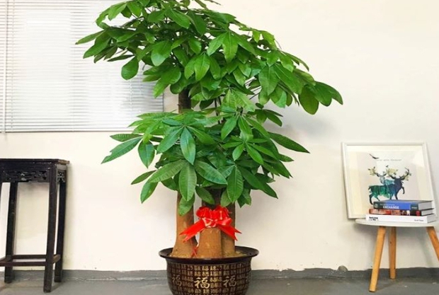 “Trong nhà có 3 loại cây này sẽ giúp gia đình thịnh vượng” - Vậy đó là 3 loại nào? - Ảnh 2. “Trong nhà có 3 loại cây này sẽ giúp gia đình thịnh vượng” - Vậy đó là 3 loại nào? - Ảnh 2.