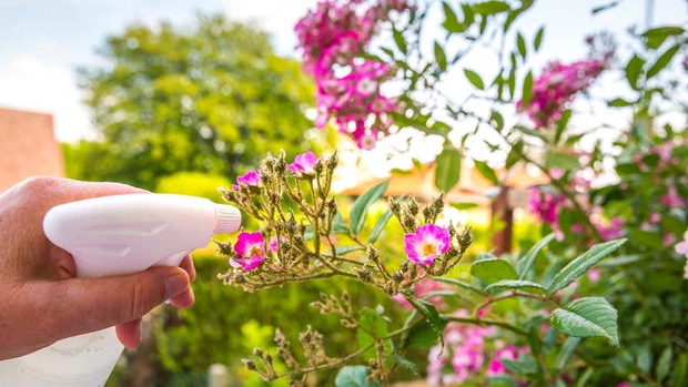 9 cách sử dụng giấm chăm sóc vườn xanh tốt đến 80% người yêu cây không biết - Ảnh 6.