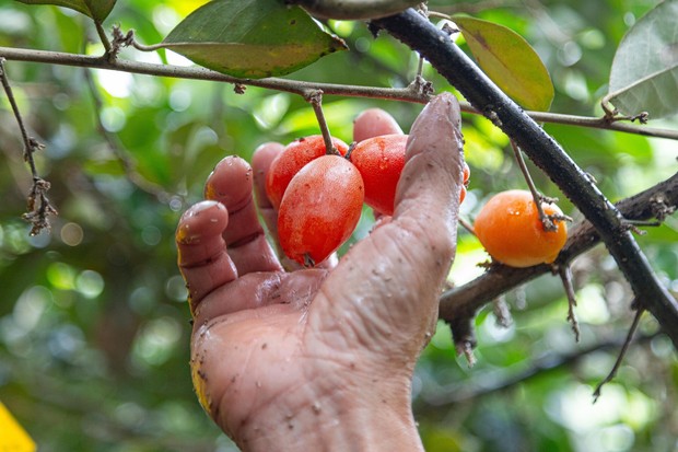 Thủ phủ nhót ở Hà Nội mất mùa, giá tăng dựng đứng - Ảnh 8.