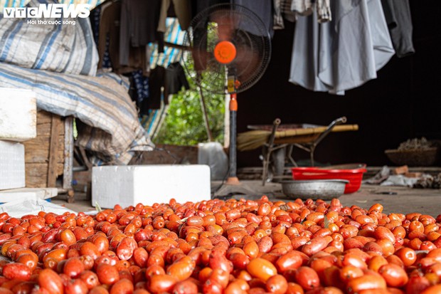 Thủ phủ nhót ở Hà Nội mất mùa, giá tăng dựng đứng - Ảnh 14.