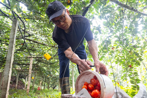 Thủ phủ nhót ở Hà Nội mất mùa, giá tăng dựng đứng - Ảnh 11.