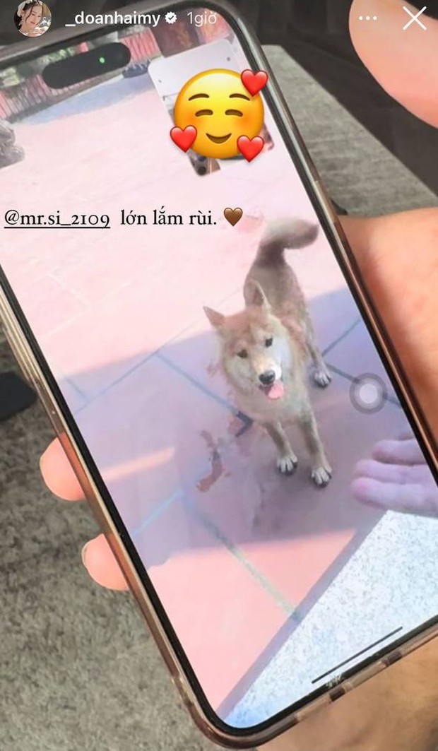 Chú cún 'Si' - Con cưng của Doãn Hải My