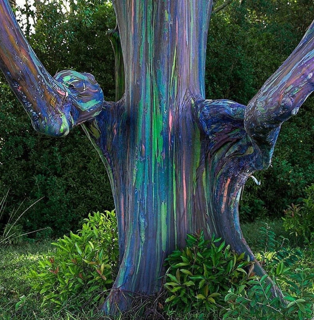 Bạch đàn cầu vồng: Loài cây được mệnh danh là cây đẹp nhất thế giới - Ảnh 5.