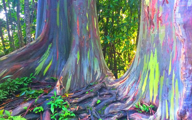 Bạch đàn cầu vồng: Loài cây được mệnh danh là cây đẹp nhất thế giới - Ảnh 2.