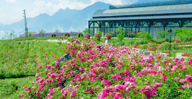  thung lũng hoa hồng 