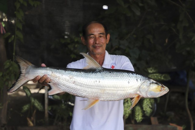 Tìm lại loài cá ‘ma’ khổng lồ trên sông Mekong- Ảnh 1.