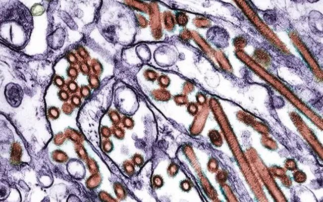 Lo ngại virus H5N1 có dấu hiệu thích nghi với người- Ảnh 1.