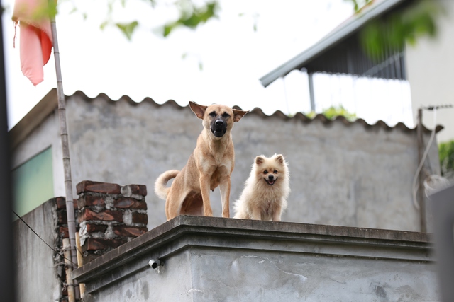 Hà Nội: Ngôi làng bị nước bủa vây như "ốc đảo", người dân đổ xô đến tập bơi- Ảnh 7.