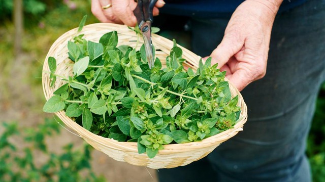 Việt Nam có loại rau dại vị vừa cay vừa đắng có cái tên "rất Tây" nhưng giúp chống ung thư và kháng khuẩn - Ảnh 2.