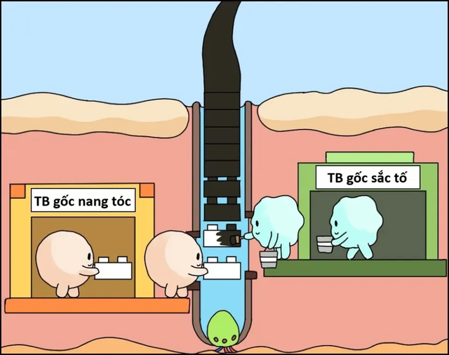 Có nên nhổ tóc bạc không? Đây là câu trả lời- Ảnh 1.