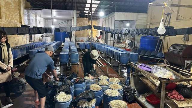 Hưng Yên: Phát hiện 30.000 kg giá đỗ ngậm chất cấm, mỗi ngày tiêu thụ ra chợ khoảng 500kg- Ảnh 1.