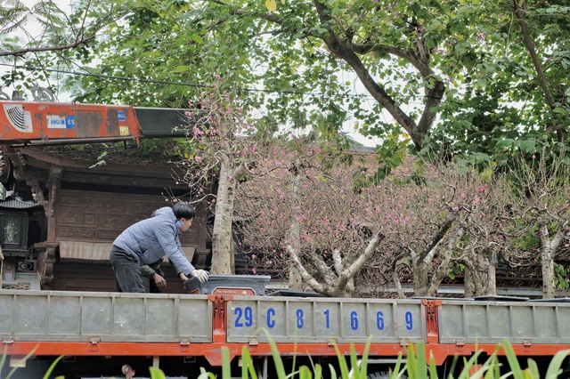 Tiểu thương "chạy hàng" trước thềm giao thừa, cây cảnh giá rẻ phủ khắp Hà Nội chiều 29 Tết- Ảnh 13.