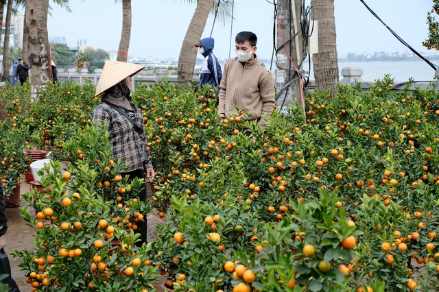 Tiểu thương "chạy hàng" trước thềm giao thừa, cây cảnh giá rẻ phủ khắp Hà Nội chiều 29 Tết- Ảnh 21.