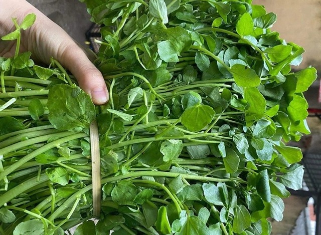 Loại rau được CDC Mỹ đánh giá "bổ dưỡng nhất thế giới", phòng đủ thứ bệnh NHƯNG chợ Việt bán vài nghìn cả mớ- Ảnh 2.