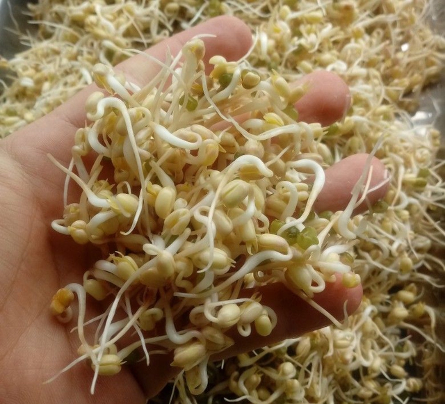 Người Việt hay ăn loại rau trắng nõn này nhưng không biết chứa cả "mỏ" đạm, chống ung thư, là báu vật cho "chuyện ấy"- Ảnh 1.