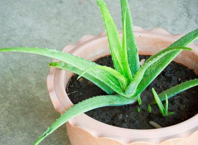 7 cây NASA khuyên trồng- Ảnh 3.