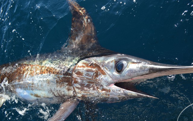 Lật tẩy 6 loại cá dễ "ngậm" nhiều thủy ngân: Mê đến mấy cũng phải "giữ mồm giữ miệng"- Ảnh 2. Lật tẩy 6 loại cá dễ "ngậm" nhiều thủy ngân: Mê đến mấy cũng phải "giữ mồm giữ miệng"- Ảnh 2.