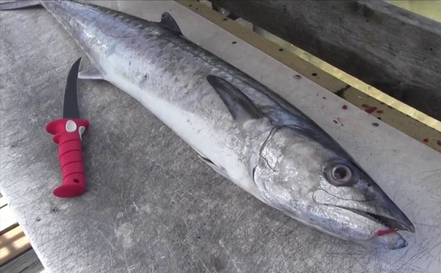 Lật tẩy 6 loại cá dễ "ngậm" nhiều thủy ngân: Mê đến mấy cũng phải "giữ mồm giữ miệng"- Ảnh 4. Lật tẩy 6 loại cá dễ "ngậm" nhiều thủy ngân: Mê đến mấy cũng phải "giữ mồm giữ miệng"- Ảnh 4.