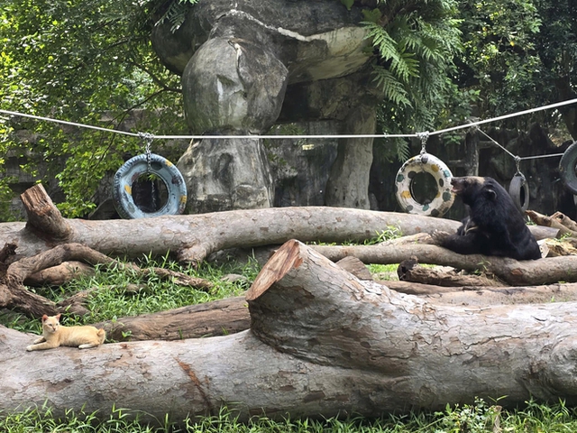 "Trưởng chuồng" mèo Mika nổi tiếng ở Thảo Cầm Viên cầm 80 triệu đi từ thiện: Sĩ nhất cái sở thú!- Ảnh 6.