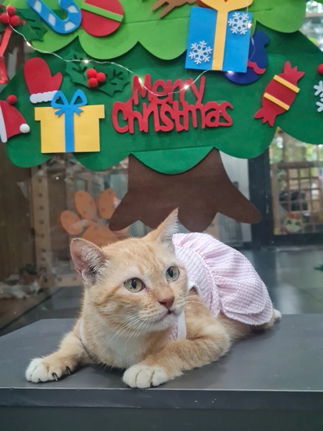 "Trưởng chuồng" mèo Mika nổi tiếng ở Thảo Cầm Viên cầm 80 triệu đi từ thiện: Sĩ nhất cái sở thú!- Ảnh 8.