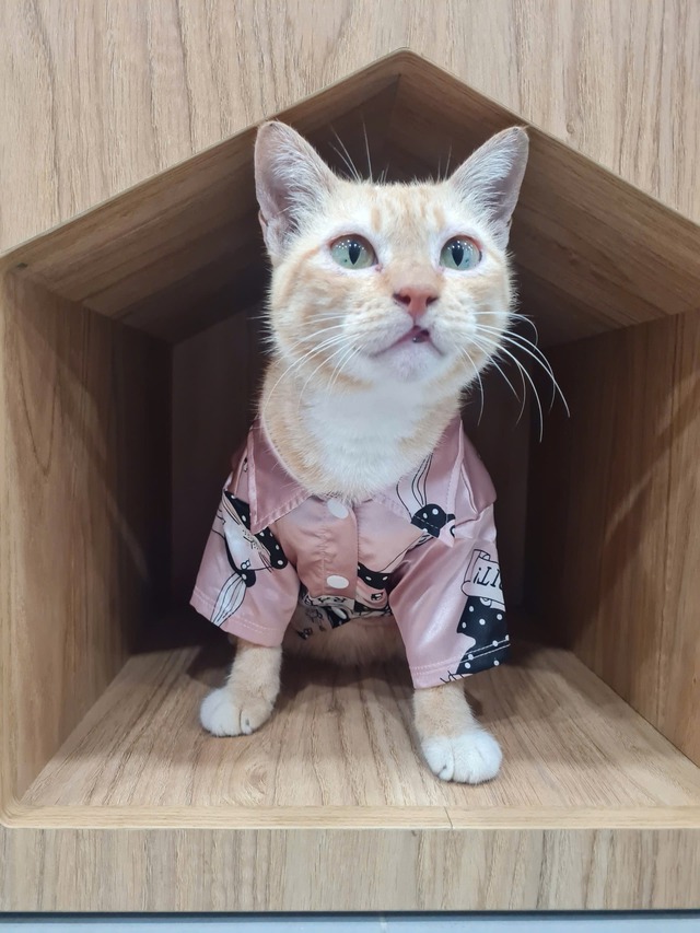 "Trưởng chuồng" mèo Mika nổi tiếng ở Thảo Cầm Viên cầm 80 triệu đi từ thiện: Sĩ nhất cái sở thú!- Ảnh 7.