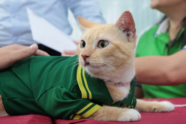 "Trưởng chuồng" mèo Mika nổi tiếng ở Thảo Cầm Viên cầm 80 triệu đi từ thiện: Sĩ nhất cái sở thú!- Ảnh 3.