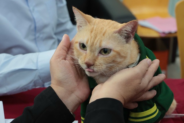 "Trưởng chuồng" mèo Mika nổi tiếng ở Thảo Cầm Viên cầm 80 triệu đi từ thiện: Sĩ nhất cái sở thú!- Ảnh 4.