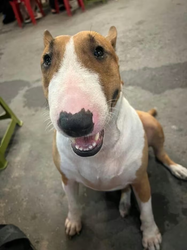 Cam thường bắt cận "thần thái" chú chó giống hệt Cậu Vàng (Mr. Gold) ngoài đời- Ảnh 2. Cam thường bắt cận "thần thái" chú chó giống hệt Cậu Vàng (Mr. Gold) ngoài đời- Ảnh 2.