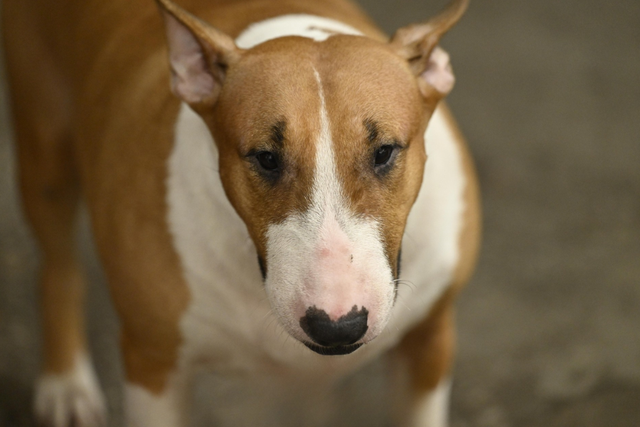 Cam thường bắt cận "thần thái" chú chó giống hệt Cậu Vàng (Mr. Gold) ngoài đời- Ảnh 3. Cam thường bắt cận "thần thái" chú chó giống hệt Cậu Vàng (Mr. Gold) ngoài đời- Ảnh 3.