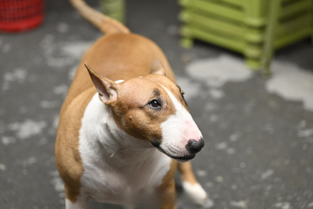 Cam thường bắt cận "thần thái" chú chó giống hệt Cậu Vàng (Mr. Gold) ngoài đời- Ảnh 5. Cam thường bắt cận "thần thái" chú chó giống hệt Cậu Vàng (Mr. Gold) ngoài đời- Ảnh 5.