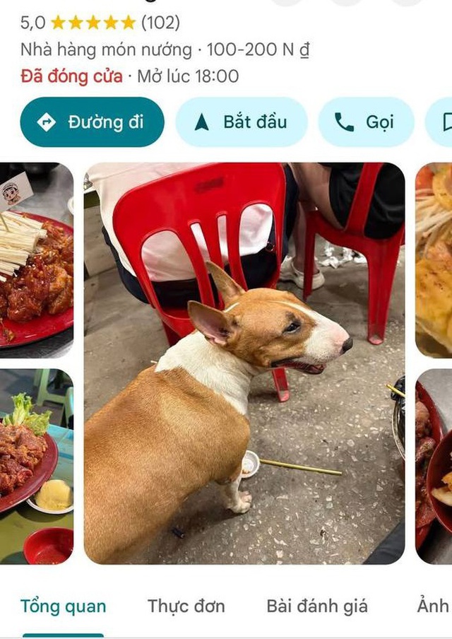 Cam thường bắt cận "thần thái" chú chó giống hệt Cậu Vàng (Mr. Gold) ngoài đời- Ảnh 7. Cam thường bắt cận "thần thái" chú chó giống hệt Cậu Vàng (Mr. Gold) ngoài đời- Ảnh 7.