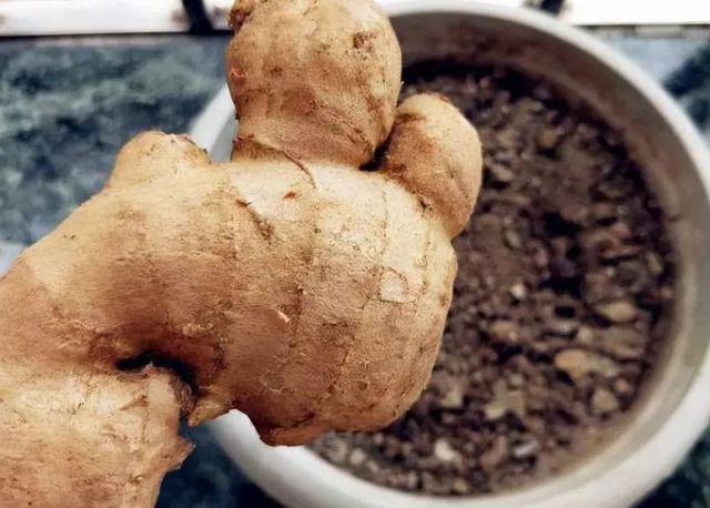 Tôi "tiếc đứt ruột" vì sống đến giờ mới biết 3 mẹo bảo quản gừng nửa năm vẫn tươi ngon, giữ được nhiều dinh dưỡng!- Ảnh 3. Tôi "tiếc đứt ruột" vì sống đến giờ mới biết 3 mẹo bảo quản gừng nửa năm vẫn tươi ngon, giữ được nhiều dinh dưỡng!- Ảnh 3.