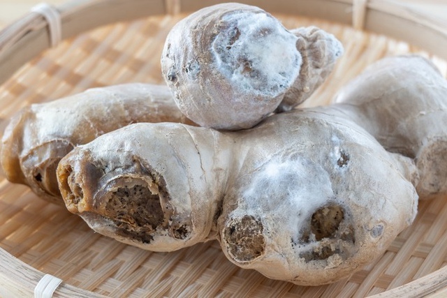 Tôi "tiếc đứt ruột" vì sống đến giờ mới biết 3 mẹo bảo quản gừng nửa năm vẫn tươi ngon, giữ được nhiều dinh dưỡng!- Ảnh 4. Tôi "tiếc đứt ruột" vì sống đến giờ mới biết 3 mẹo bảo quản gừng nửa năm vẫn tươi ngon, giữ được nhiều dinh dưỡng!- Ảnh 4.