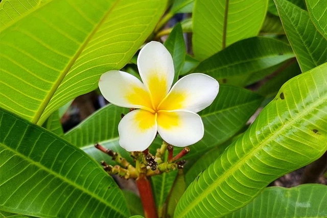 Đừng bao giờ đặt 5 hoa này lên bàn thờ, đặc biệt là loại số 1- Ảnh 3.