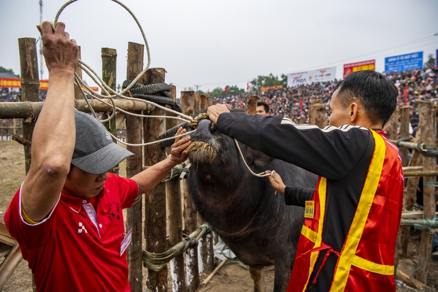 Hàng vạn người kéo về Hải Lựu xem trâu chiến húc nhau nảy lửa- Ảnh 3.