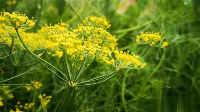 Đi chợ gặp 5 loại rau "không ngậm thuốc trừ sâu" bổ như sâm này thì nên mua ngay- Ảnh 4.