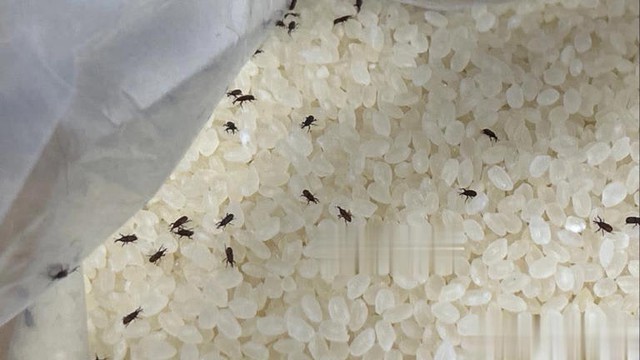 Gạo có côn trùng không cần phơi dưới ánh nắng! Chủ hàng gạo chỉ 1 mẹo để gạo cả năm không bị mọt- Ảnh 1.