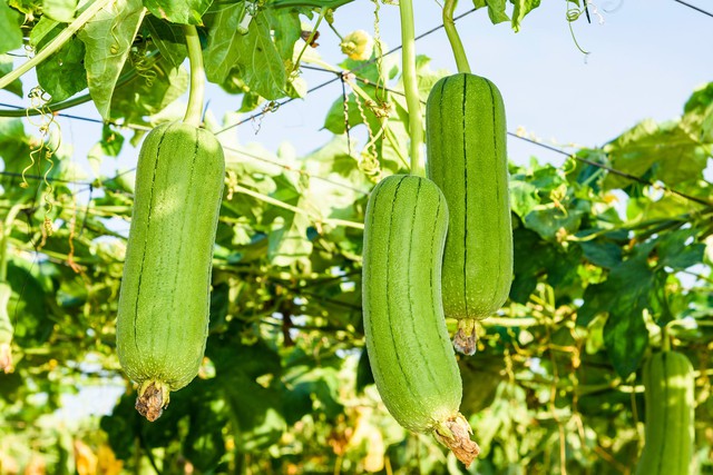Việt Nam có loại quả “nấu trong bếp mà thơm 3 gian nhà”, giàu chất xơ nhưng cực ít calo, không lo phun thuốc trừ sâu- Ảnh 1.