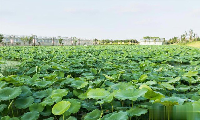 5 loại rau "không bao giờ bị phun thuốc trừ sâu" đang vào mùa, bổ dưỡng như nhân sâm, nhất là cái số 3- Ảnh 3.